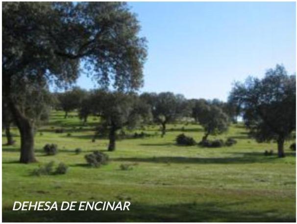 Casa Rural Con Encanto El Coronel, Los Panchez, Fuente Obejuna Exterior photo